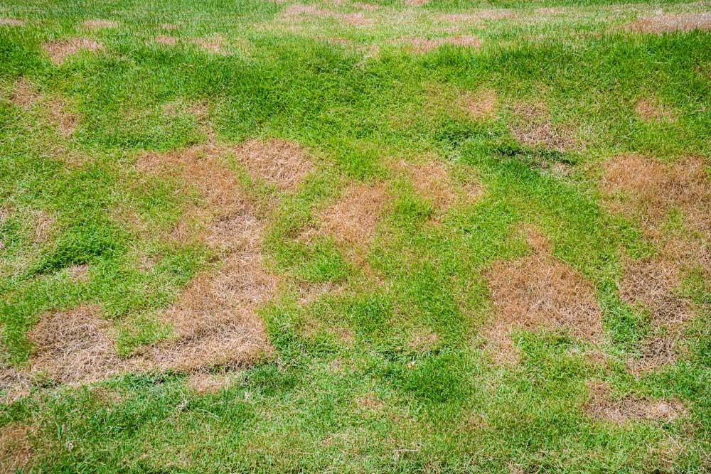 lawn-fungus-damage-cincinnati