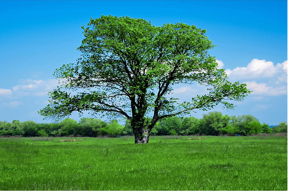 tree